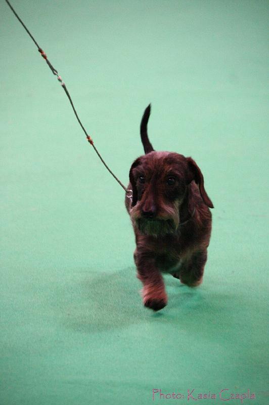 Crufts2011_2 1498.jpg